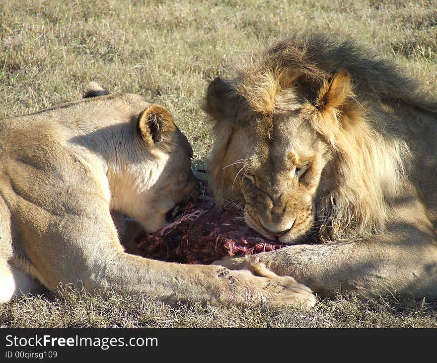 Lions eating