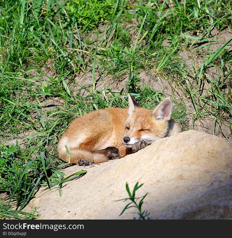 Red Fox ( Vulpes Vulpes )