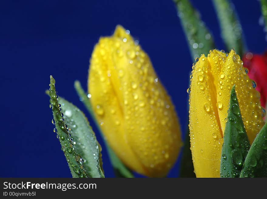 Yellow tulips