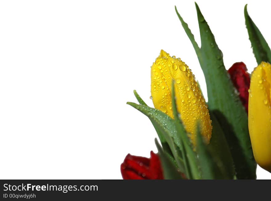 Yellow tulips