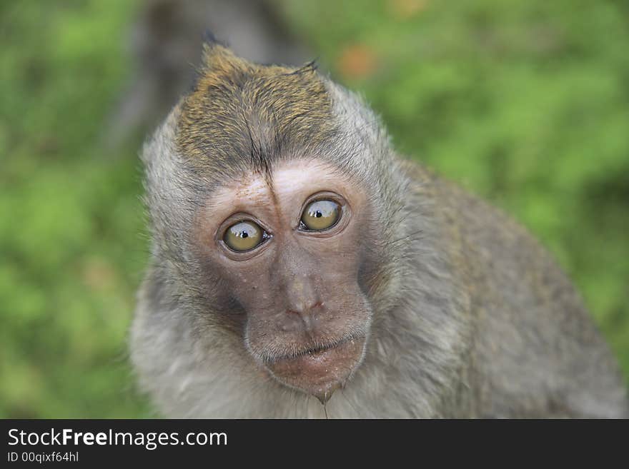 Surprised monkey on green background