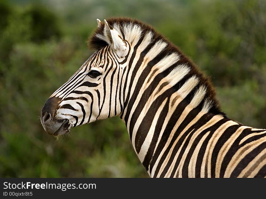 The Burchell's Zebra has a potent Kick