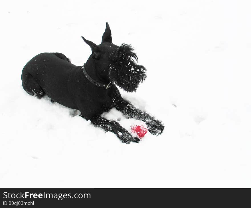 Black riesenschnauzer on walk plays with a red ball