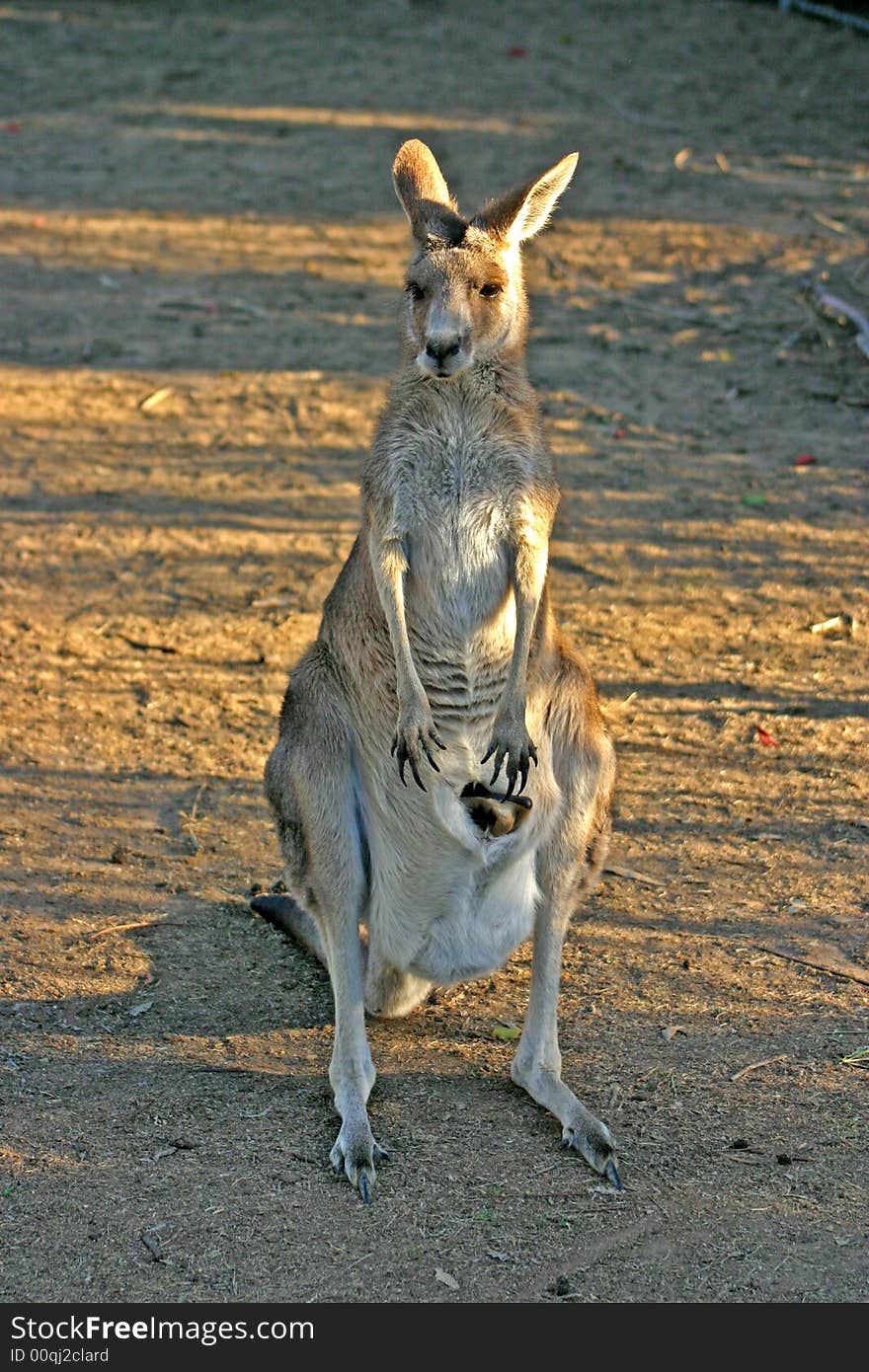 A kangaroo is a marsupial from the family Macropodidae