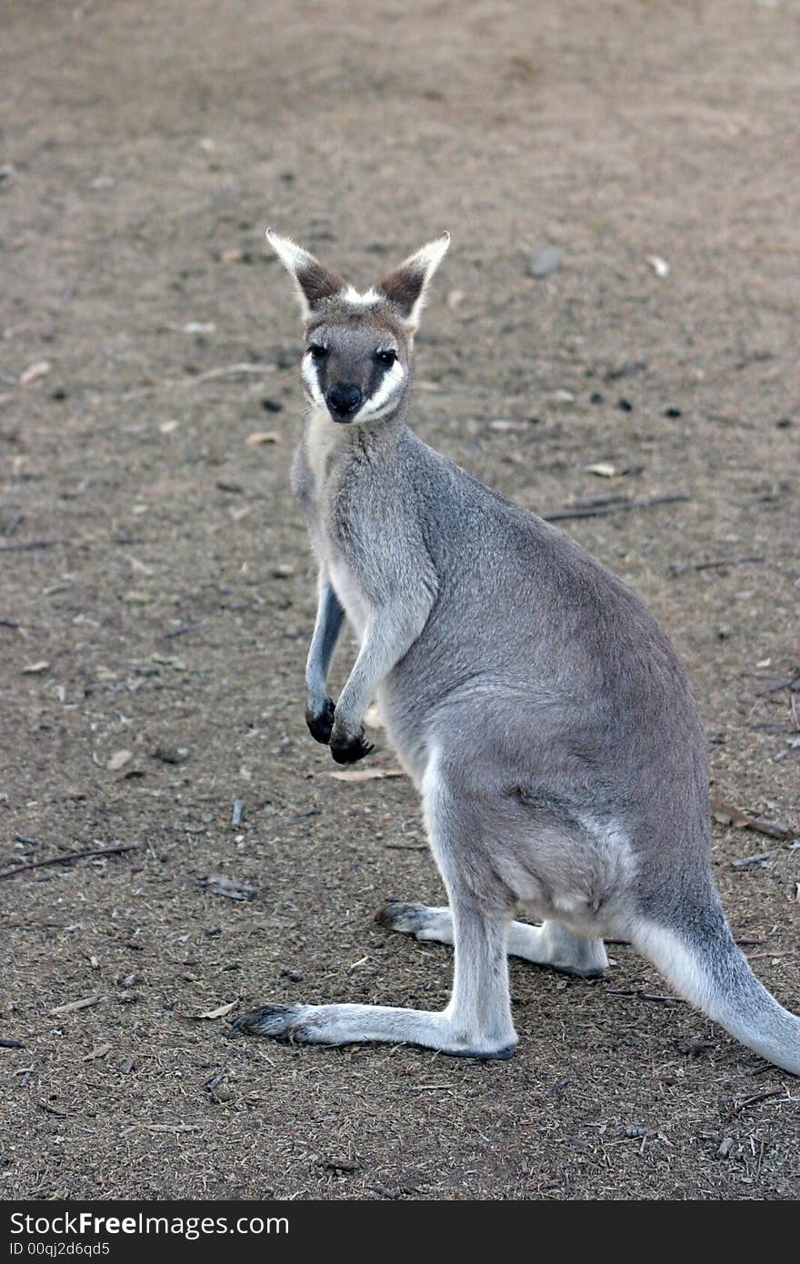 A kangaroo is a marsupial from the family Macropodidae