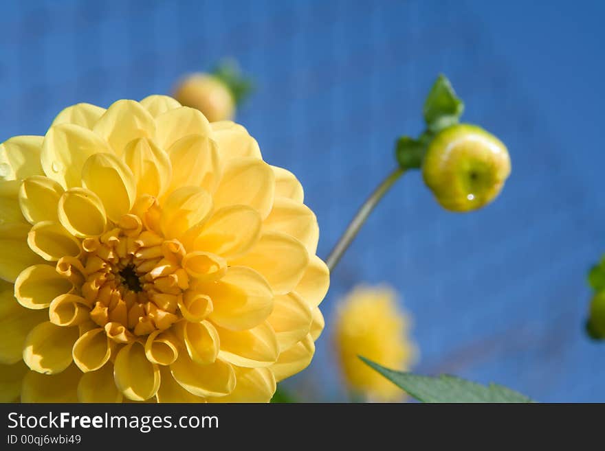 Flower dahlia Gloria