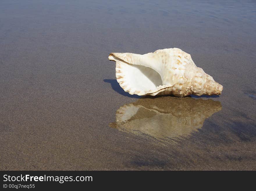 Seashell