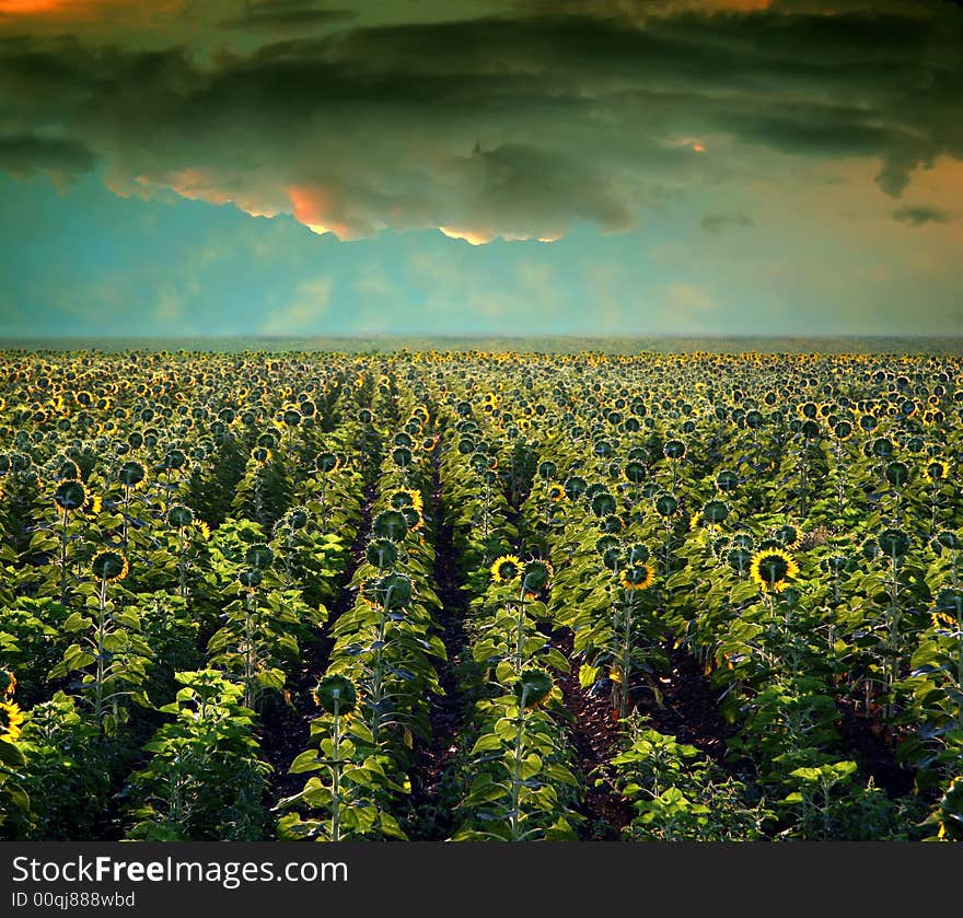 Field with sunflowers