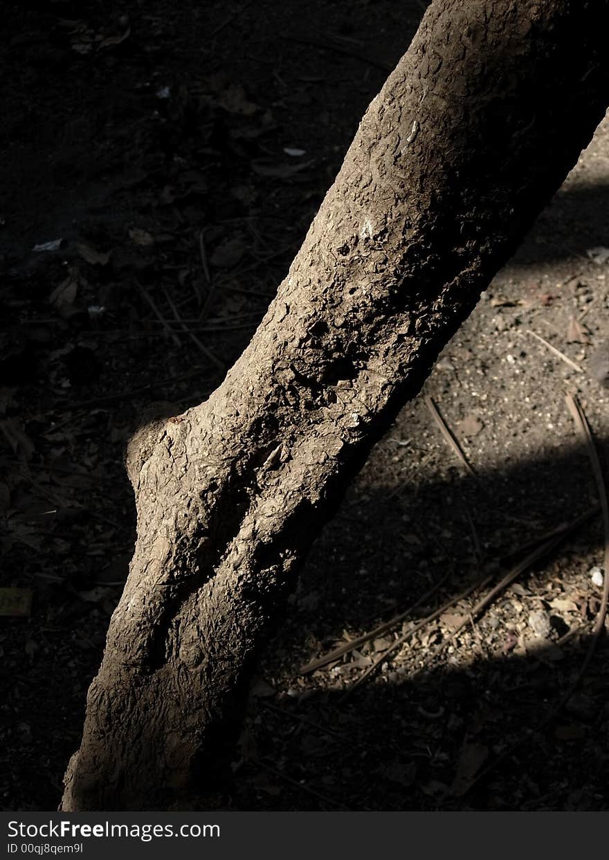 A shape of a tree naturally resembling as a bone. A shape of a tree naturally resembling as a bone.