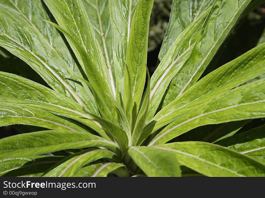 Lush green plant closeup