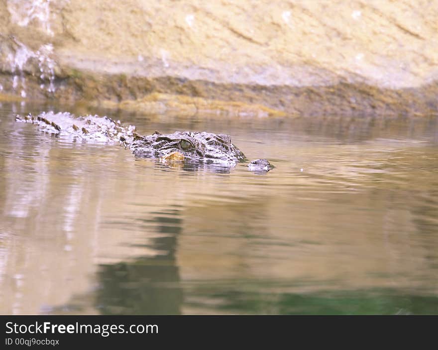 This crocodiles was just going to slip into the water, Looking for prey. The Slow and Silent movement is dangerously amazing