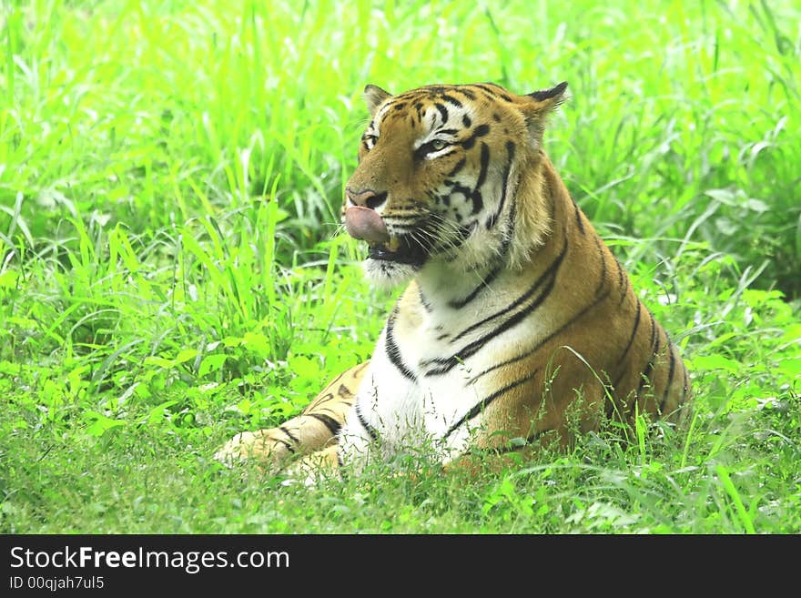 Tiger is licking the lips in the meadow