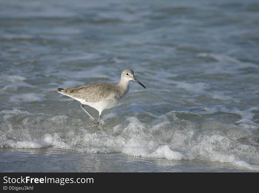 Willet feeding in the surf