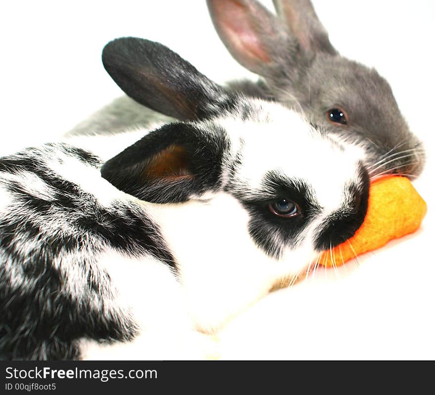 Baby bunny rabbits on white background