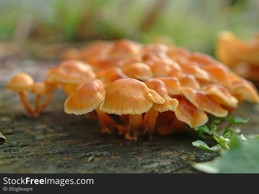 Orange mushrooms in natural environment