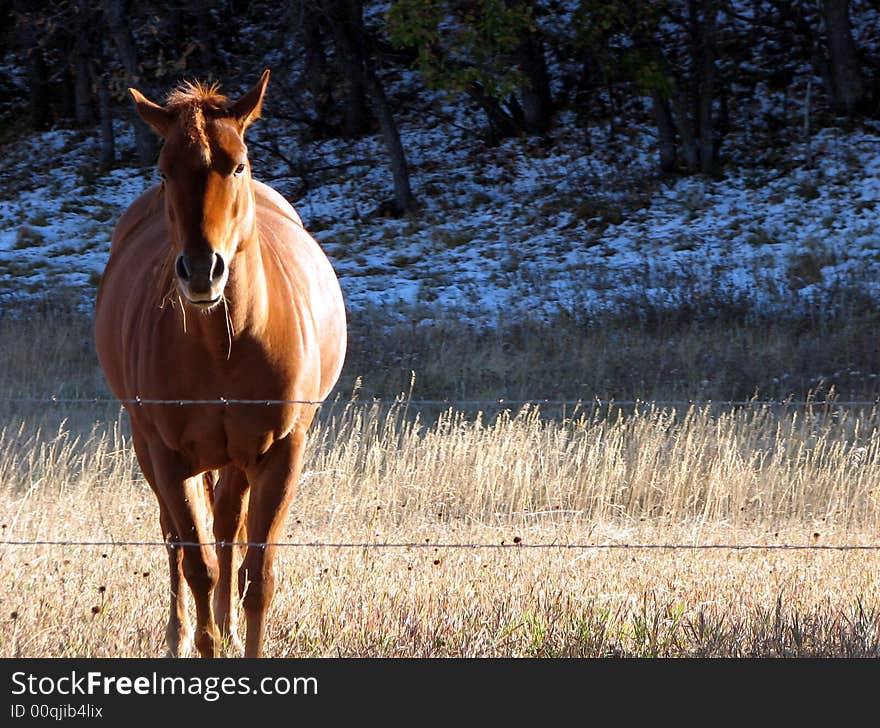 Horse standing along the road in South Dakota. Horse standing along the road in South Dakota