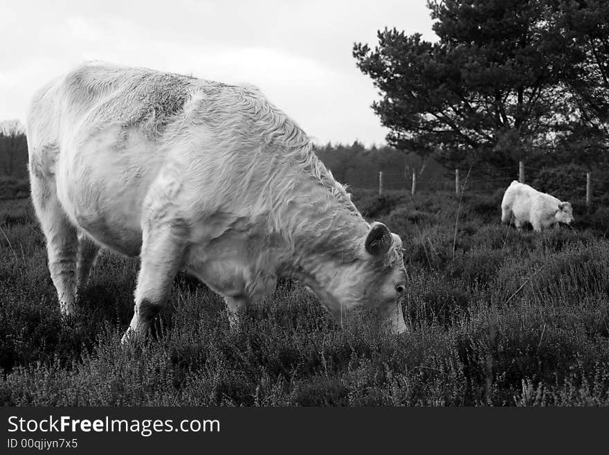 Cow eating