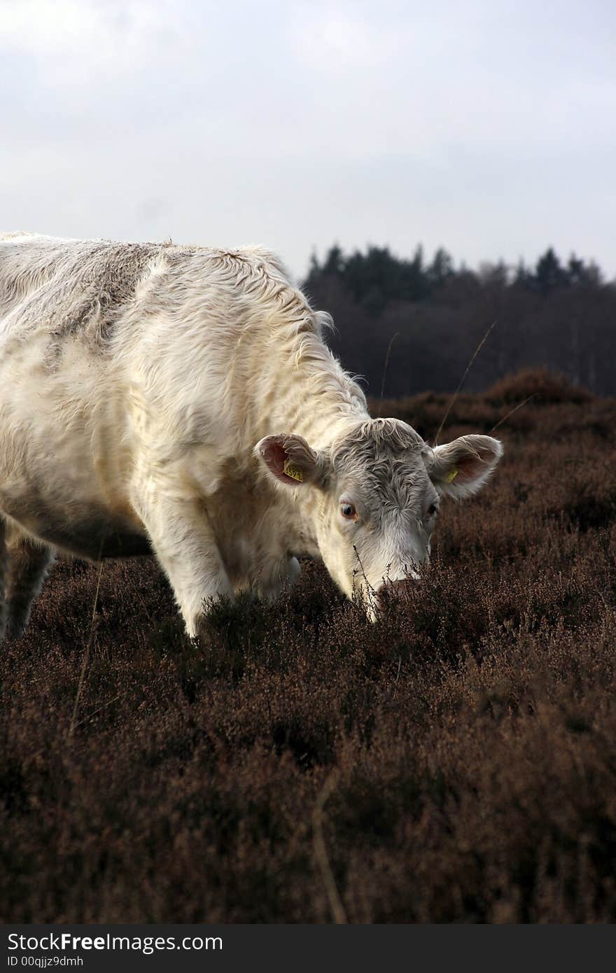 Cow eating and watching me