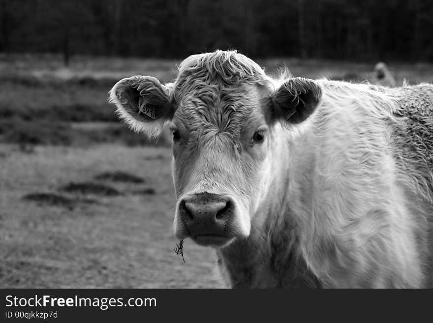 Cow looking into the world