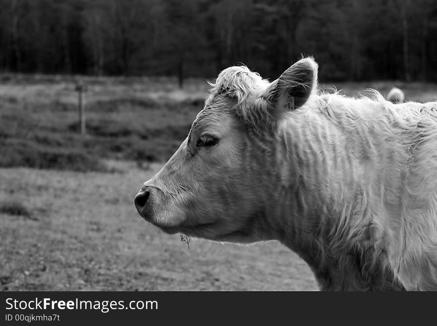 Cow looking into the camera