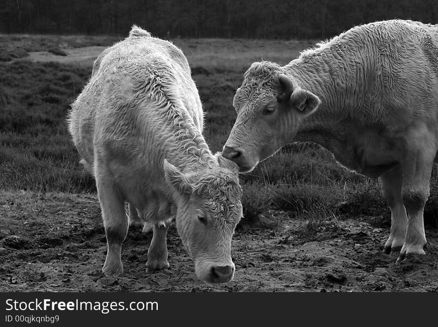 A Cow cleaning her calf