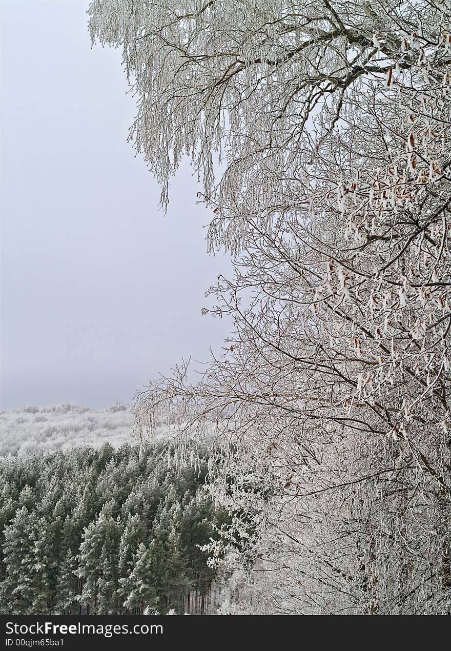 Winter scenic. view from hills to the frozen pines. Winter scenic. view from hills to the frozen pines