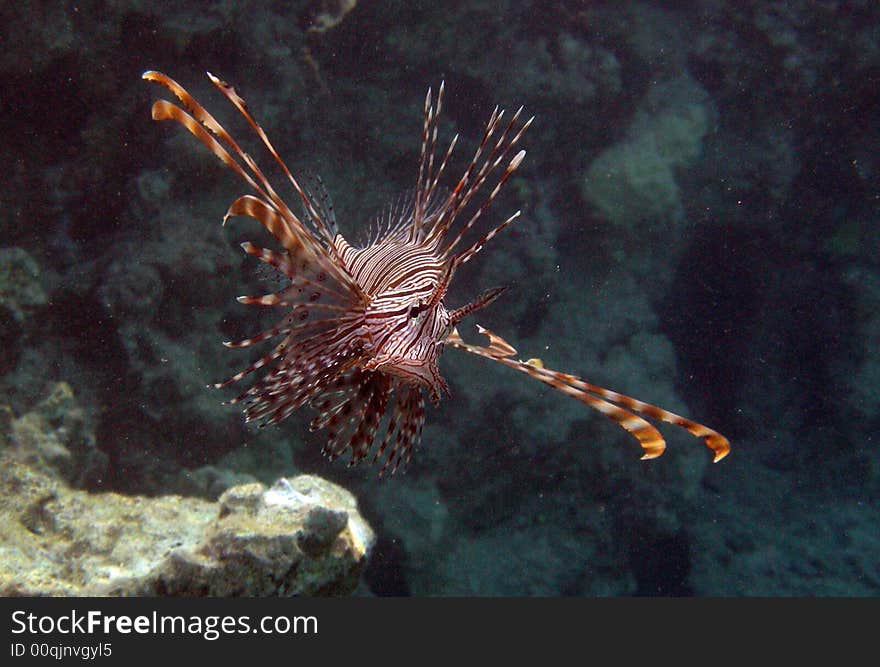 Red Lionfish in the Red Sea