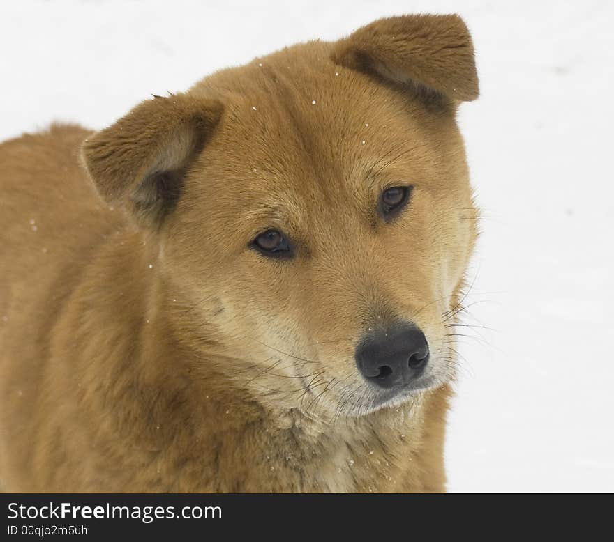 Stray dog on a background of a snow