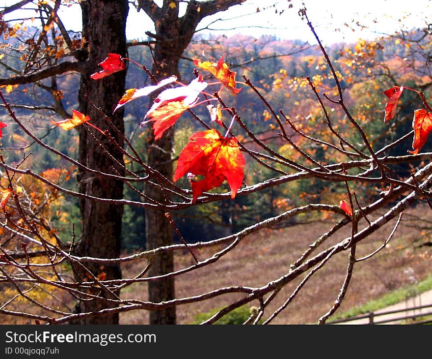 Maple leaves turn red in Blue Ridge Mountains in autumn creating the beautiful fall color season. Maple leaves turn red in Blue Ridge Mountains in autumn creating the beautiful fall color season.