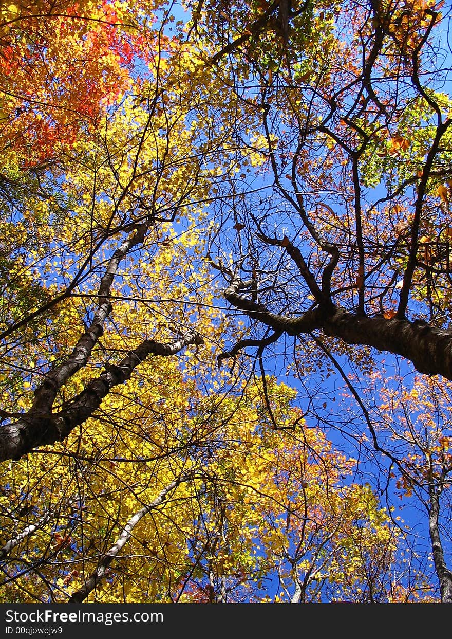 Peak time of fall color season in Blue Ridge Parkway. Colorful leaves painted on clear blue sky presenting the most polychrome face of the mother nature. Peak time of fall color season in Blue Ridge Parkway. Colorful leaves painted on clear blue sky presenting the most polychrome face of the mother nature.