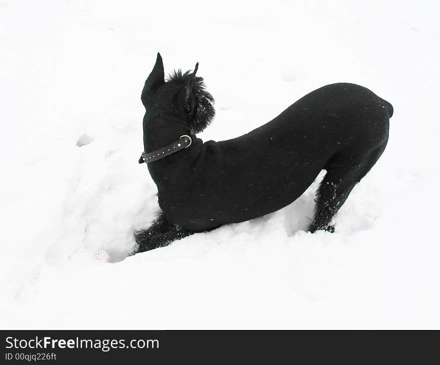 Black riesenschnauzer dog plays a deep snow on walk