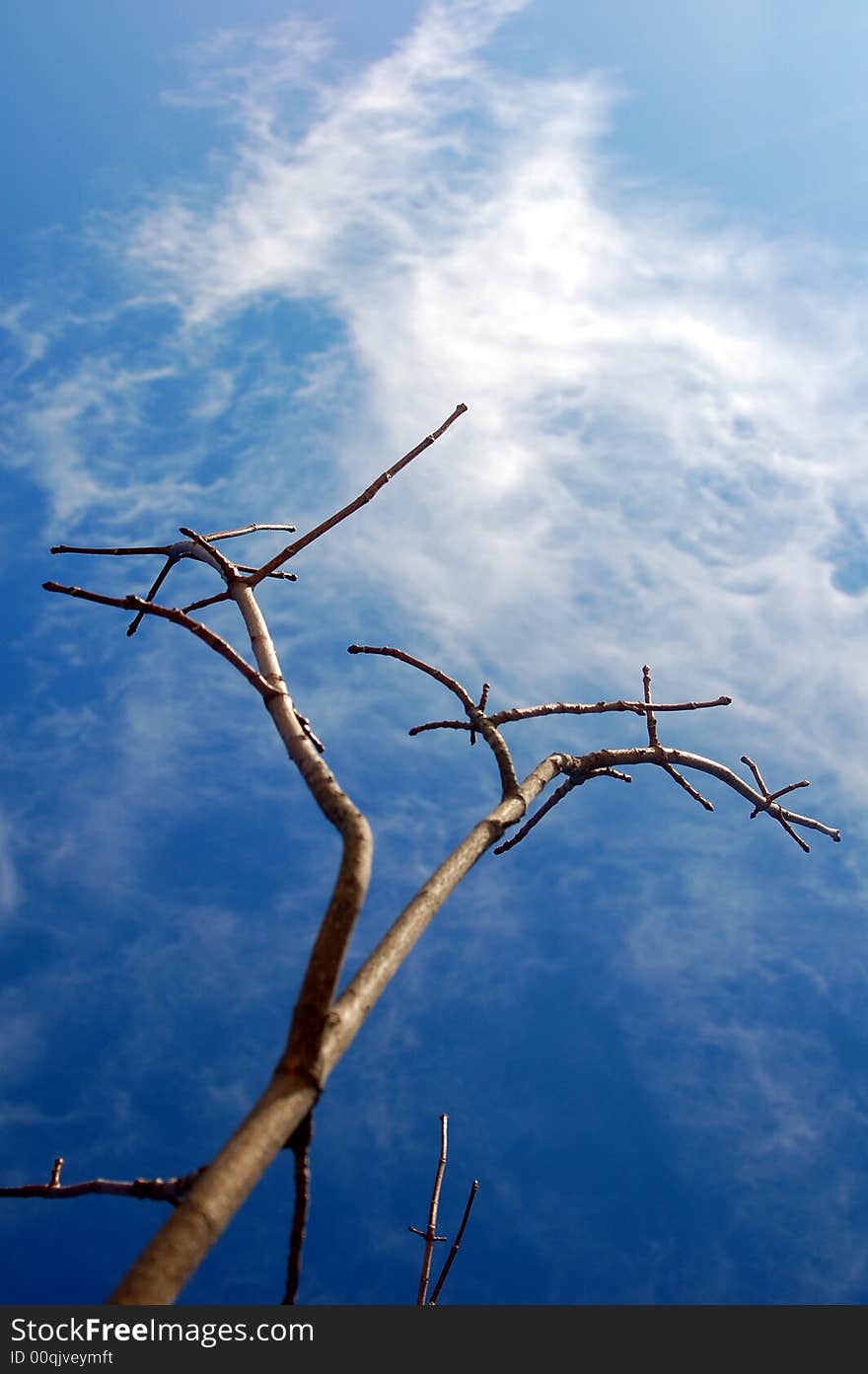 Tree branch extending to the sky. Tree branch extending to the sky.