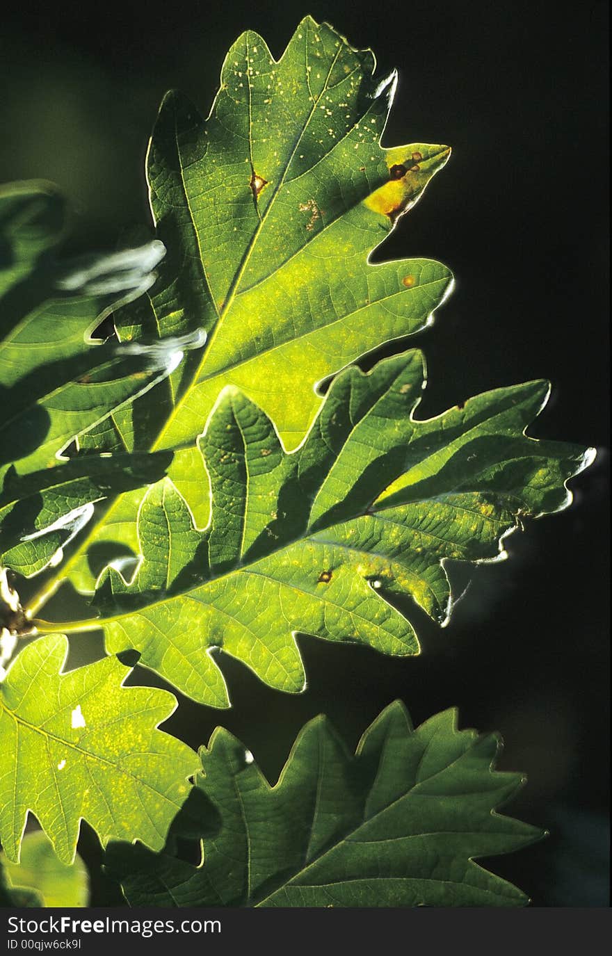 Oak leaves against a dark background. Scan film source.