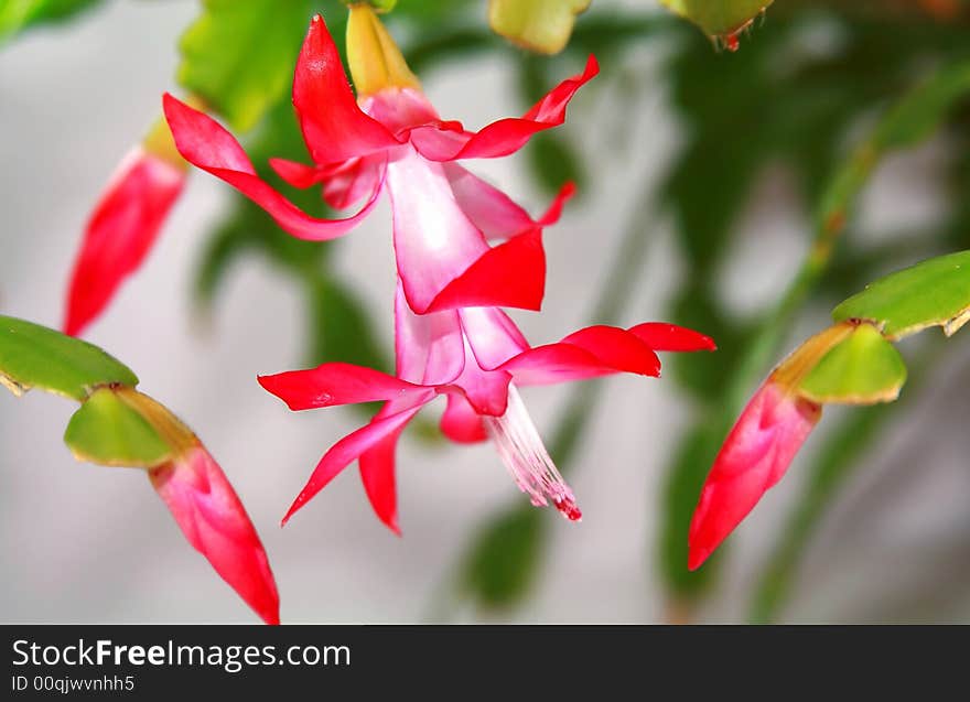 Room flower of red color and two buds