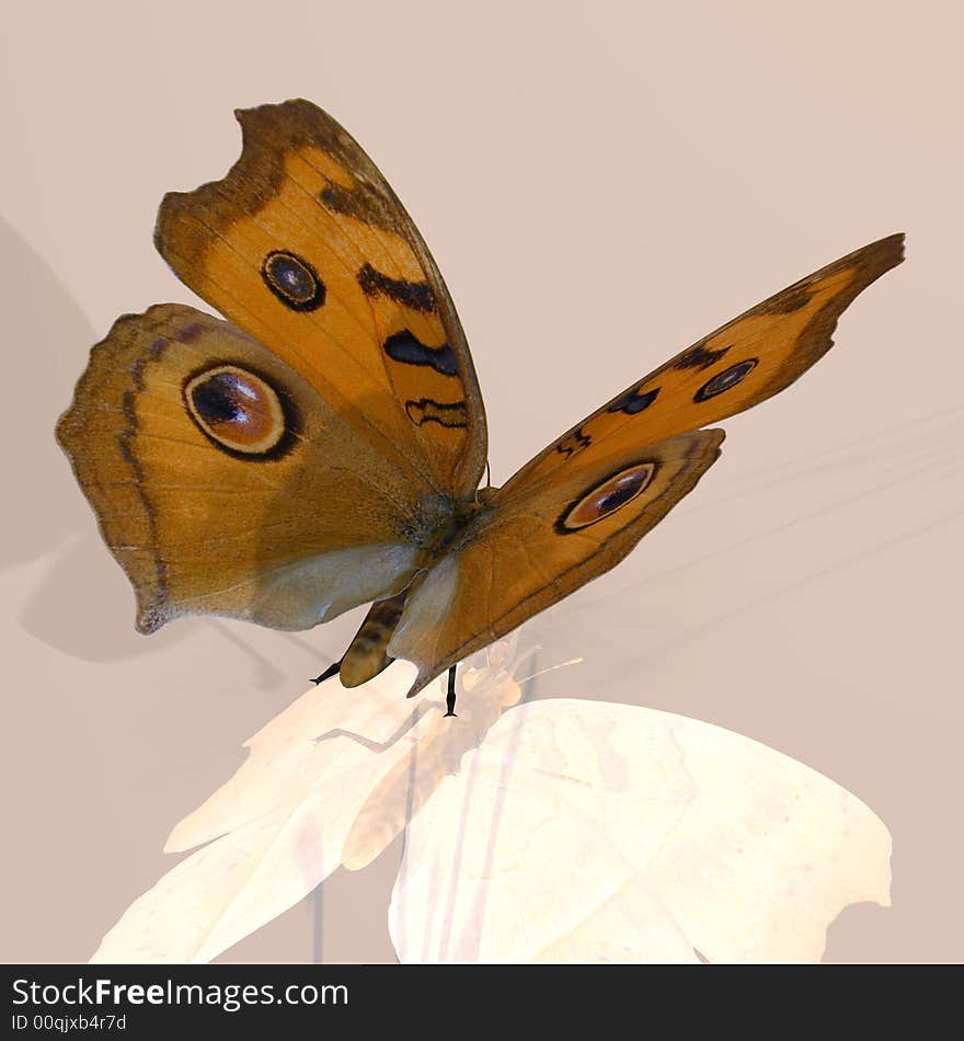 Rendered image of a beautiful butterfly - with Clipping Path. Rendered image of a beautiful butterfly - with Clipping Path