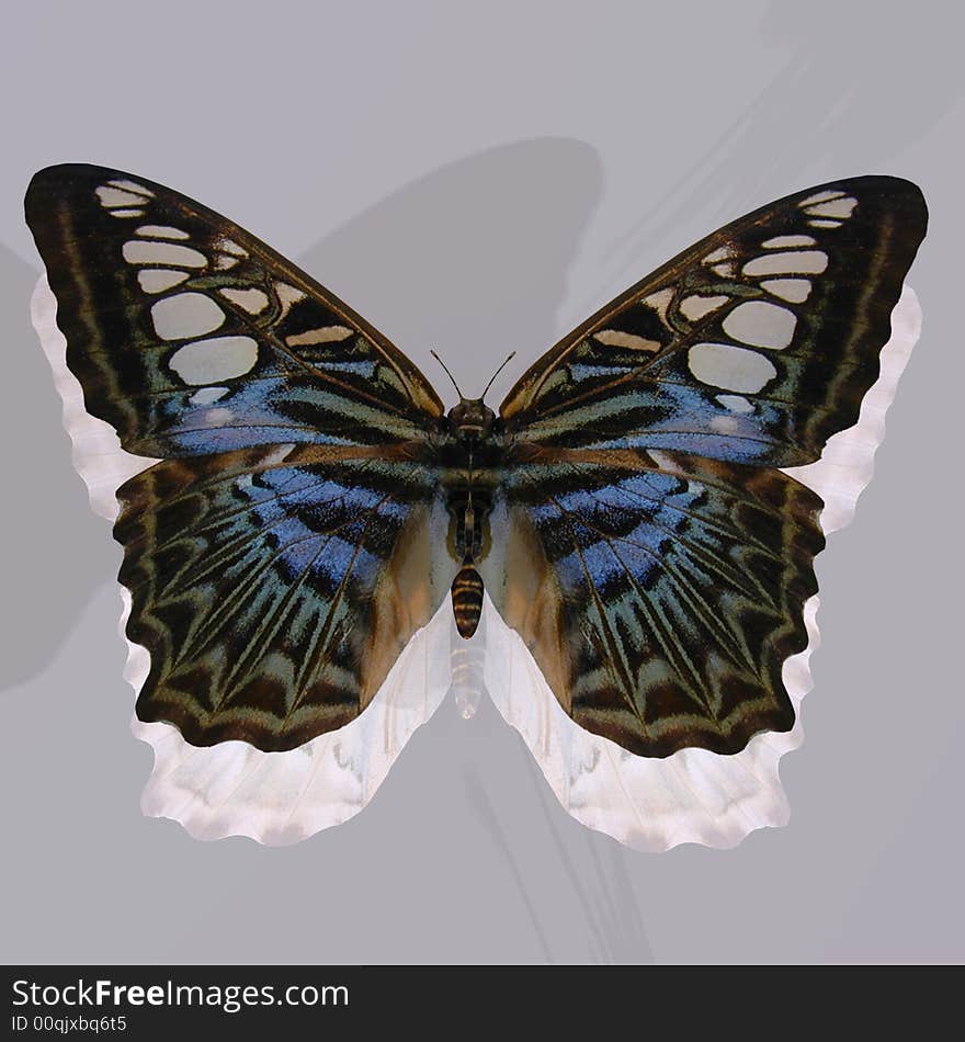 Rendered image of a beautiful butterfly - with Clipping Path. Rendered image of a beautiful butterfly - with Clipping Path