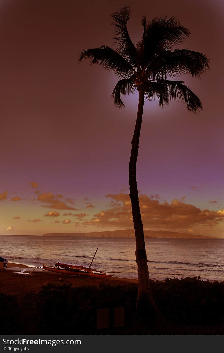 Sunset. A palm tree near the ocean. Sunset. A palm tree near the ocean.