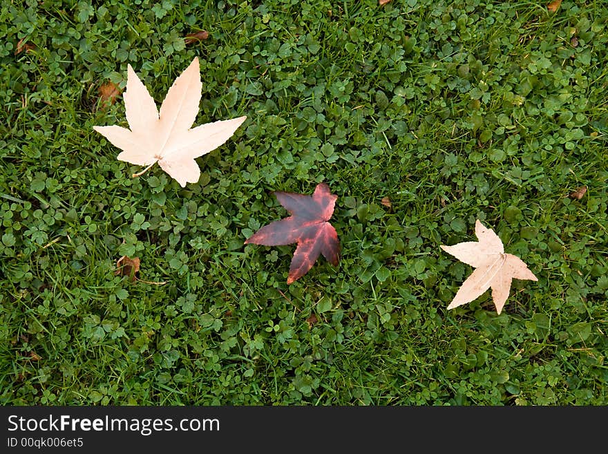 Three maple leaves on the grass. Autumn.