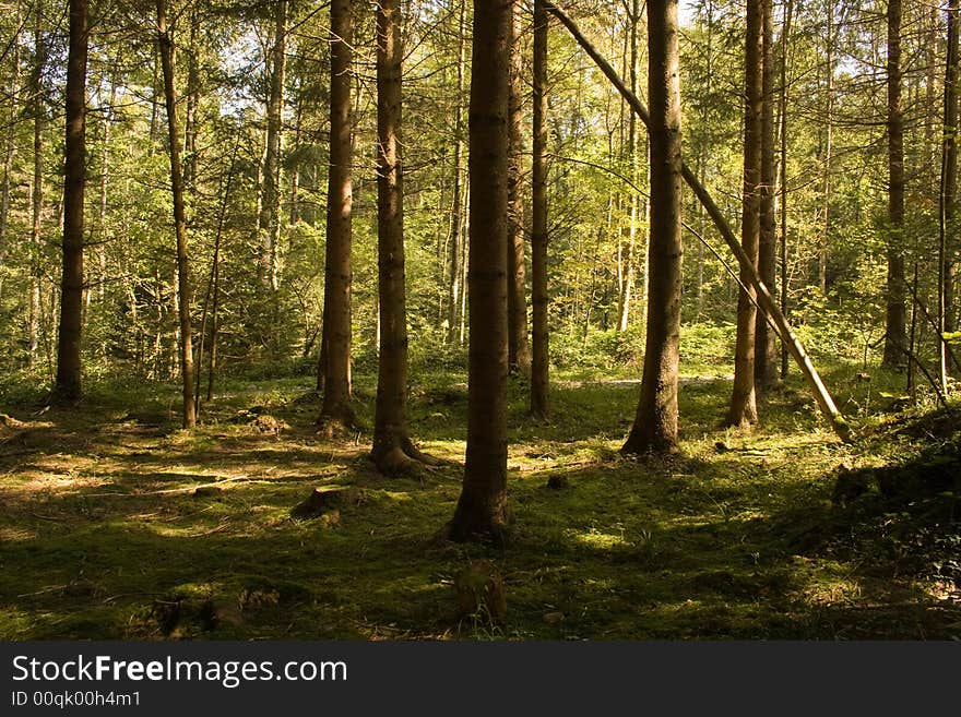 Sunlit Fir Forest. Summer In Switzerland