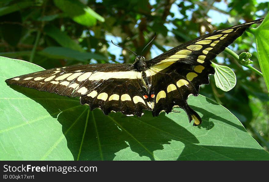 Butterfly spreads its wings over a green leaf. Butterfly spreads its wings over a green leaf