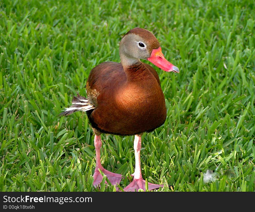 Young Duckling Taking a Stroll