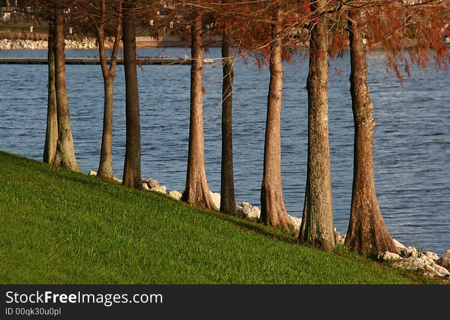 A series of tree trunks located near rocks and water. A series of tree trunks located near rocks and water