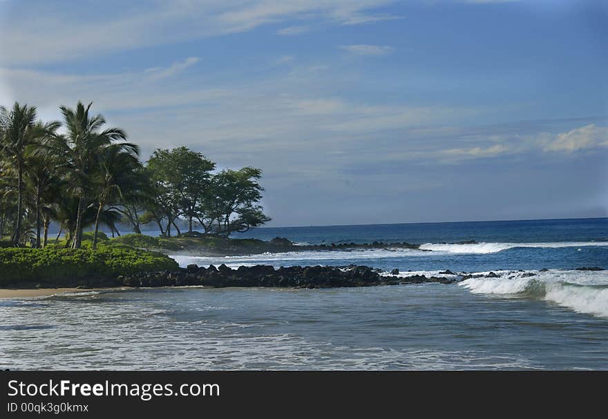 Palm trees on the shore of the ocean