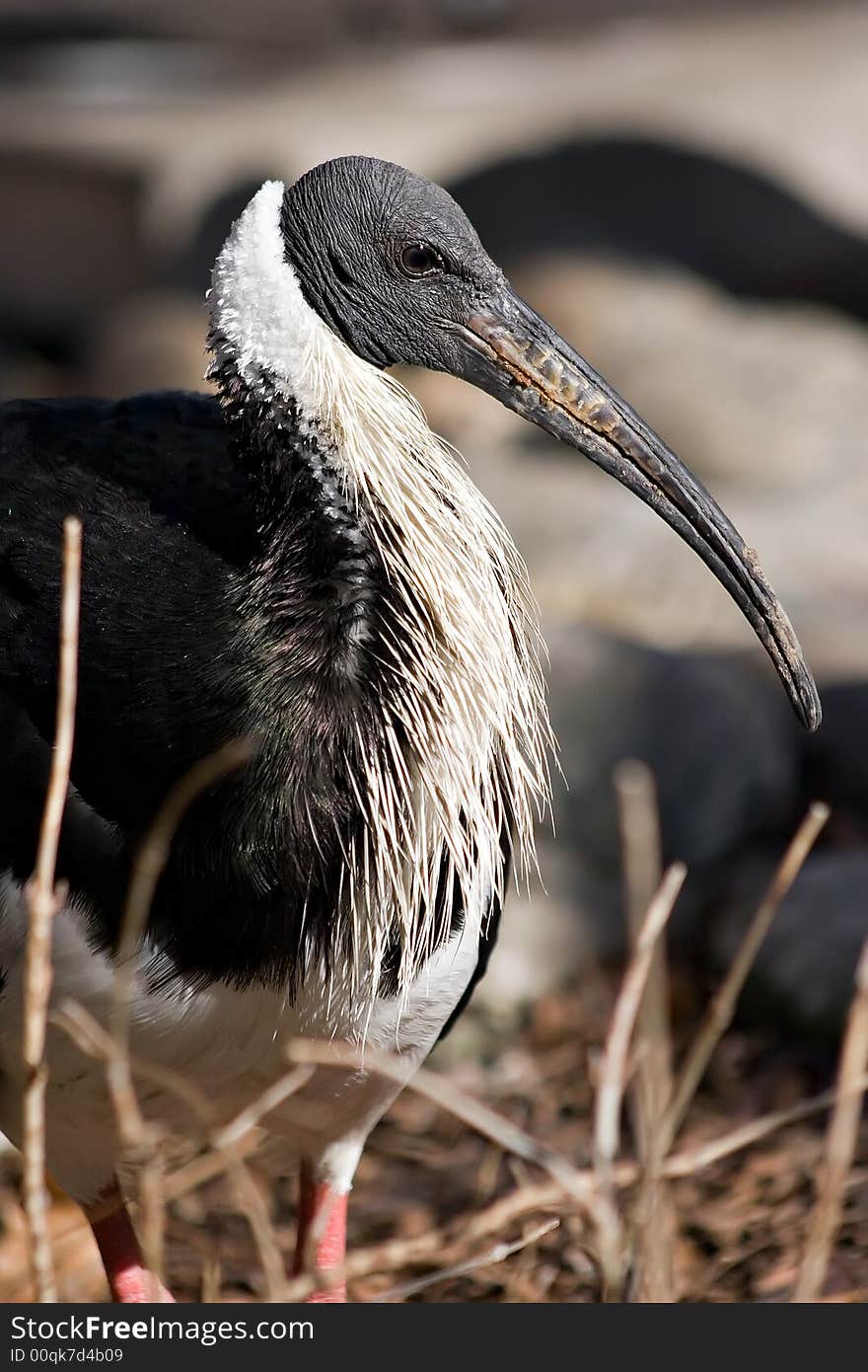 STRAW-NECKED IBIS