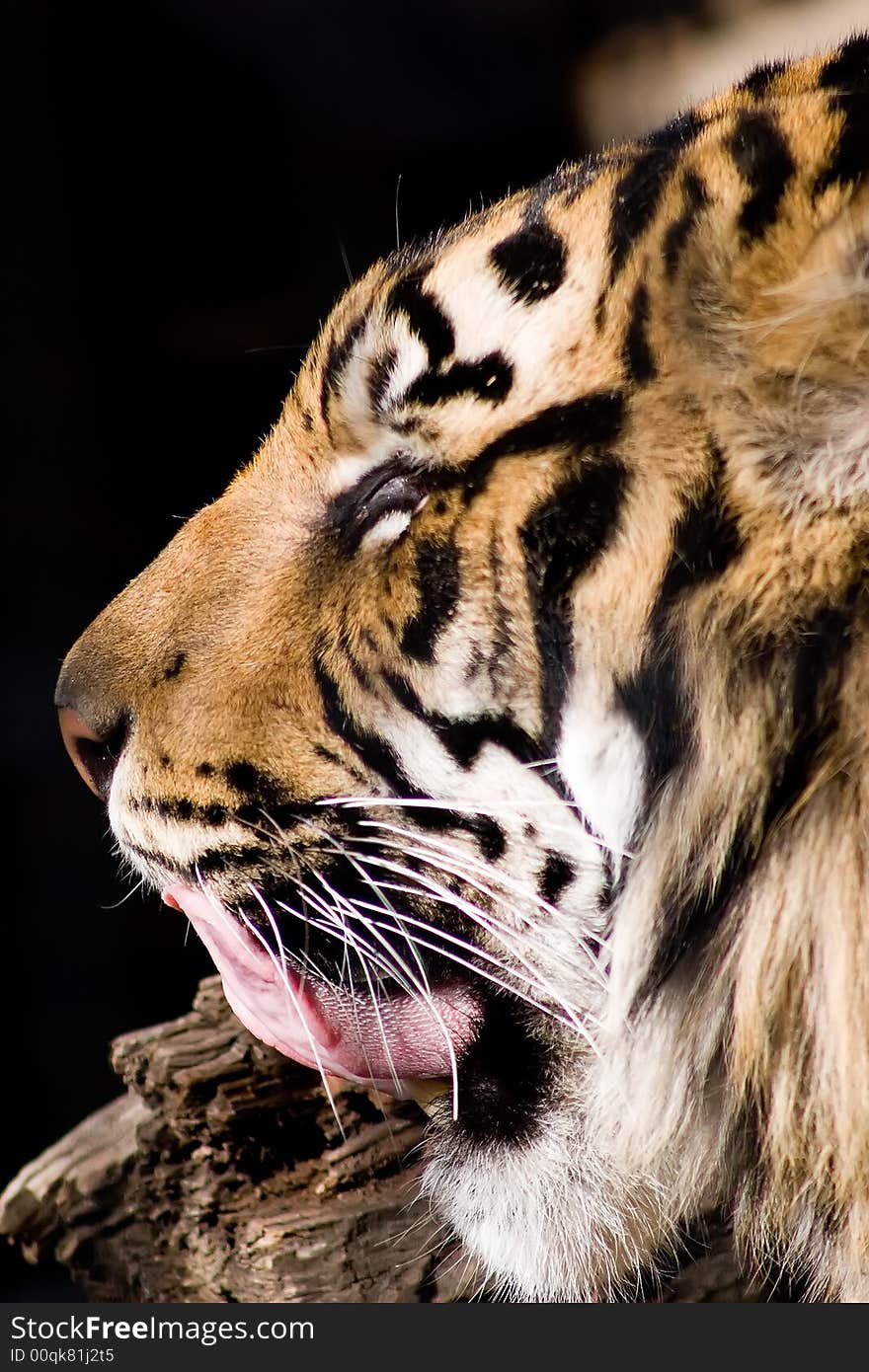 A photo of a tiger licking his lips