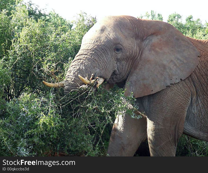 This young male had a good go at this bush. This young male had a good go at this bush