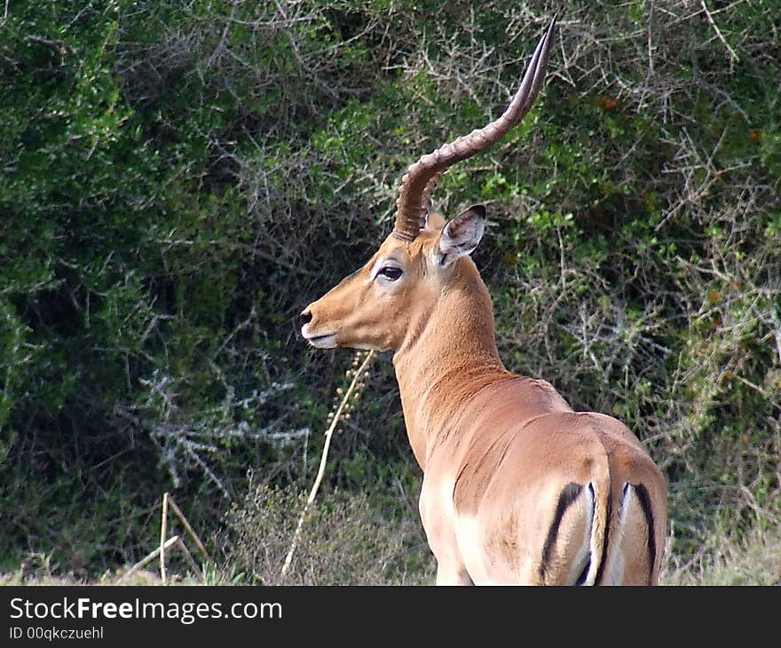 This male impala shows why the are called the fastfood of the plains the M on the rear resembles a mcdonalds m. This male impala shows why the are called the fastfood of the plains the M on the rear resembles a mcdonalds m