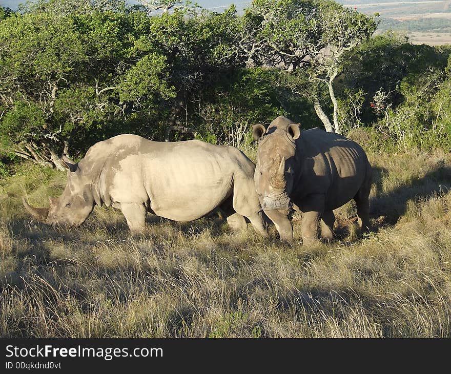 This two rhinos were always together. the male wanted to protect his unborn calf