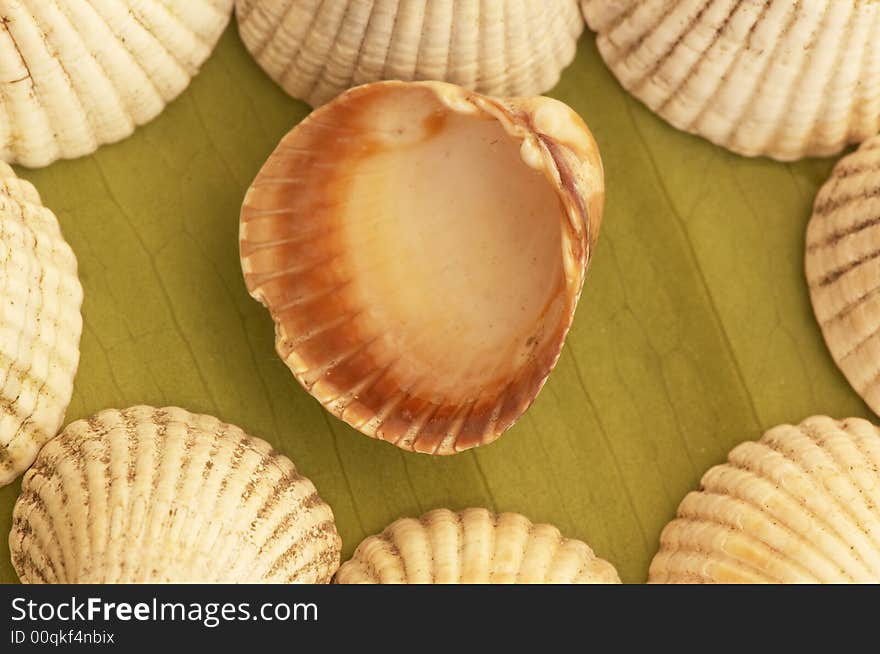 Small sea shell close-up theme. Small sea shell close-up theme