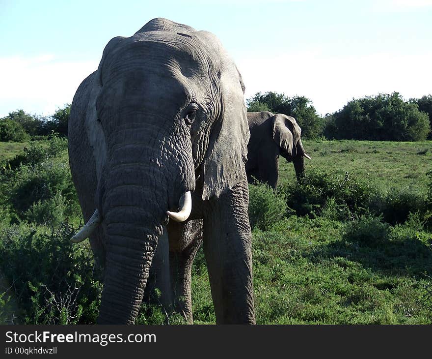 Male Elephants